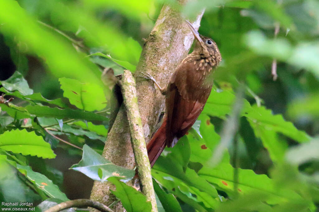 Ceara Woodcreeperadult, habitat, pigmentation