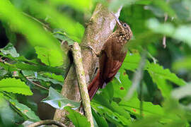 Ceara Woodcreeper