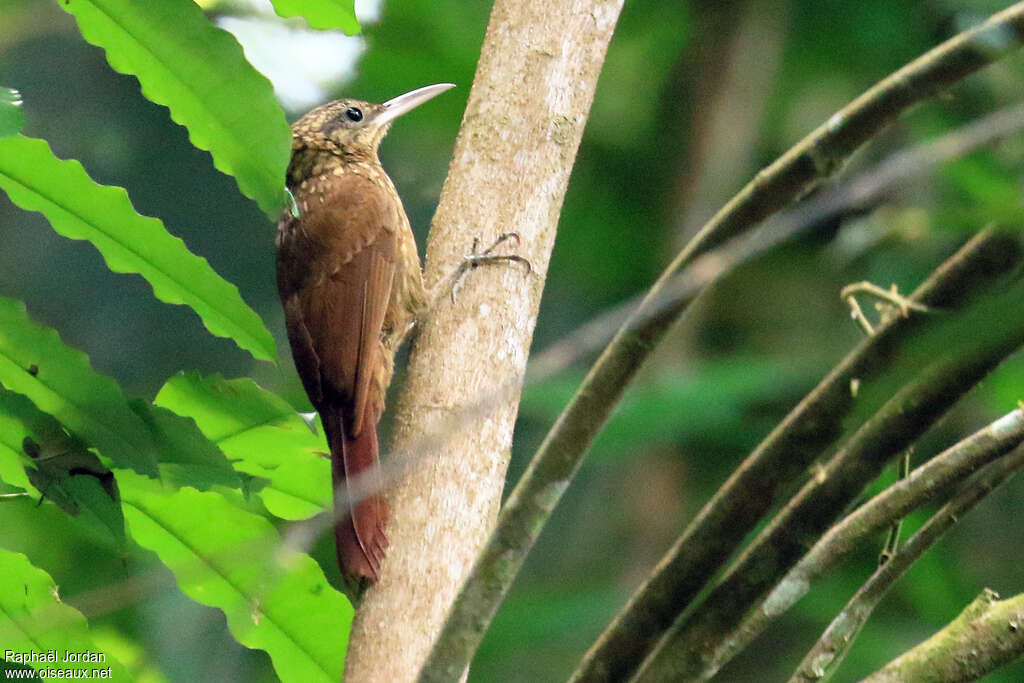 Ceara Woodcreeperadult, identification