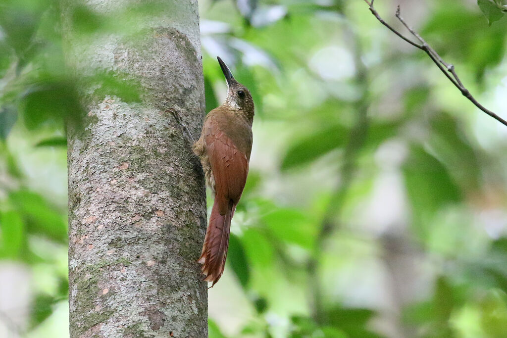 Amazonian Barred Woodcreeper