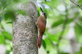 Amazonian Barred Woodcreeper