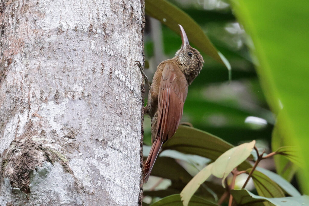 Amazonian Barred Woodcreeperadult