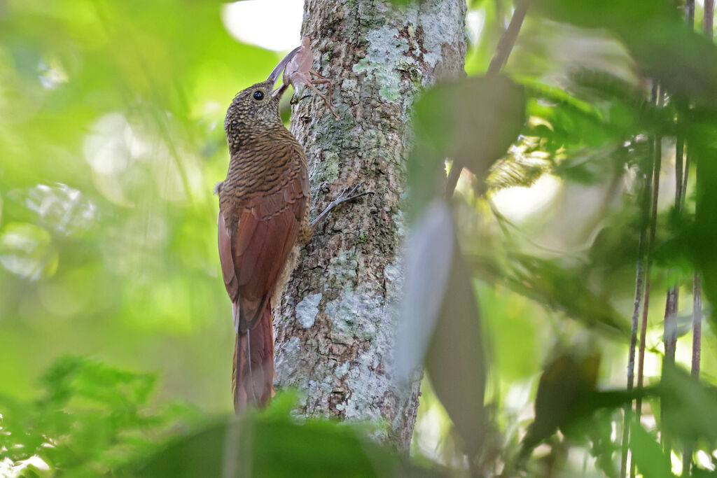 Amazonian Barred Woodcreeper