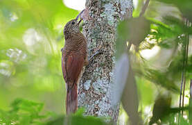 Amazonian Barred Woodcreeper