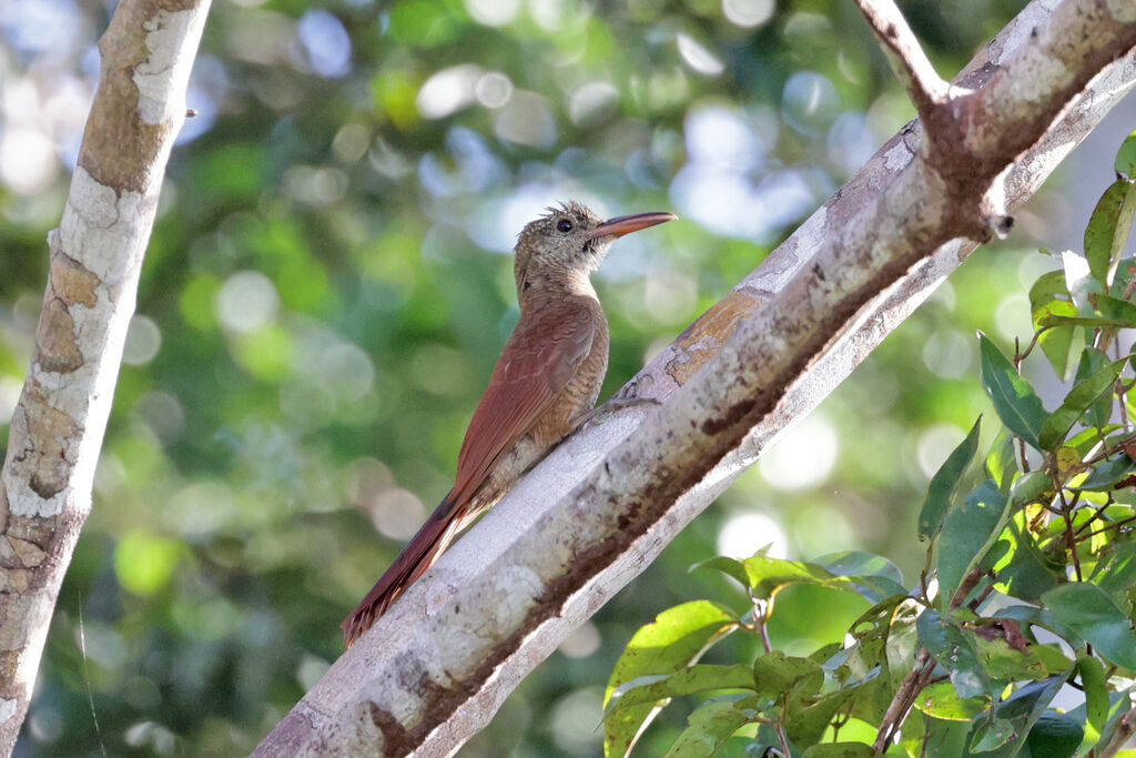 Amazonian Barred Woodcreeper