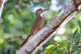 Amazonian Barred Woodcreeper