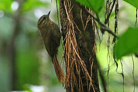 Wedge-billed Woodcreeper