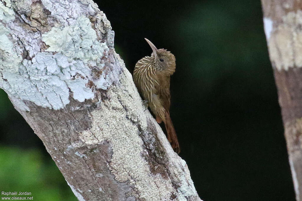 Inambari Woodcreeperadult, identification