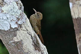 Inambari Woodcreeper