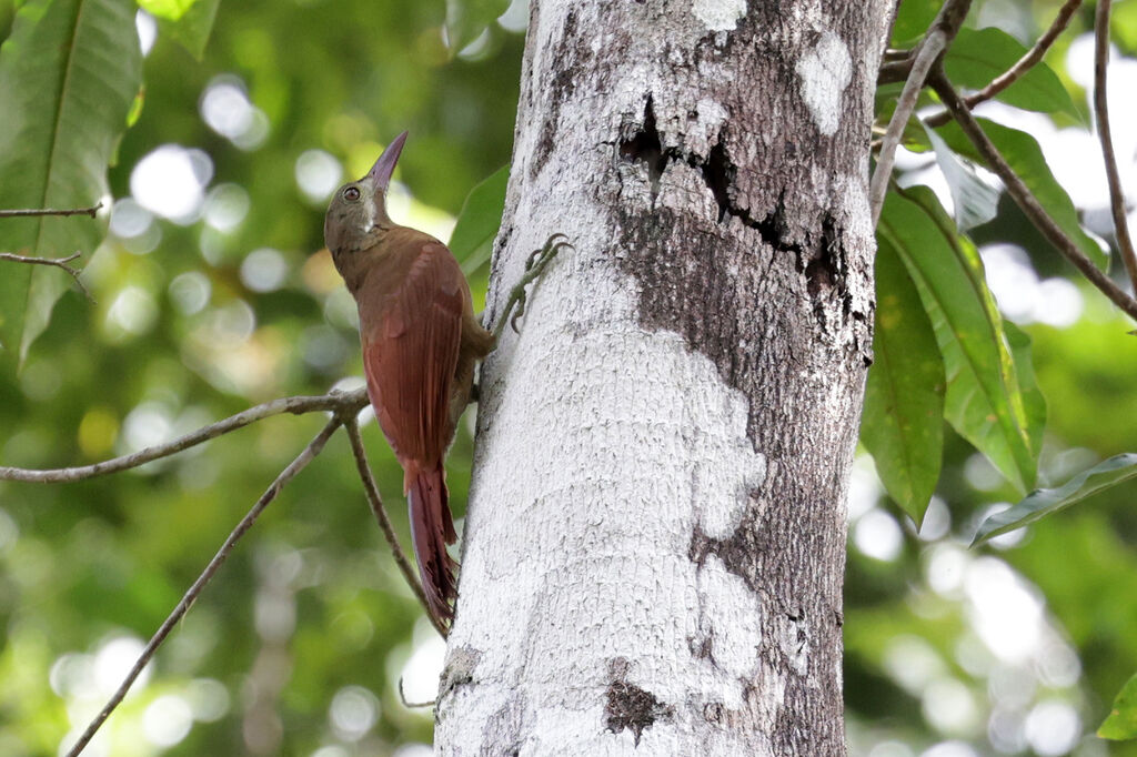 Red-billed Woodcreeperadult