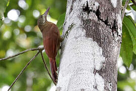 Red-billed Woodcreeper