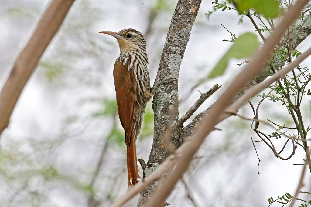 Streak-headed Woodcreeperadult