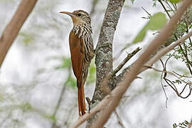 Streak-headed Woodcreeper