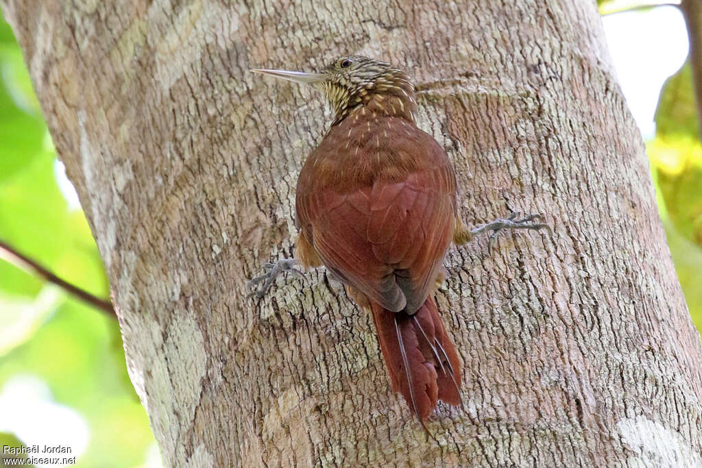 Grimpar de Zimmer, identification