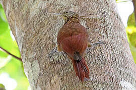 Zimmer's Woodcreeper