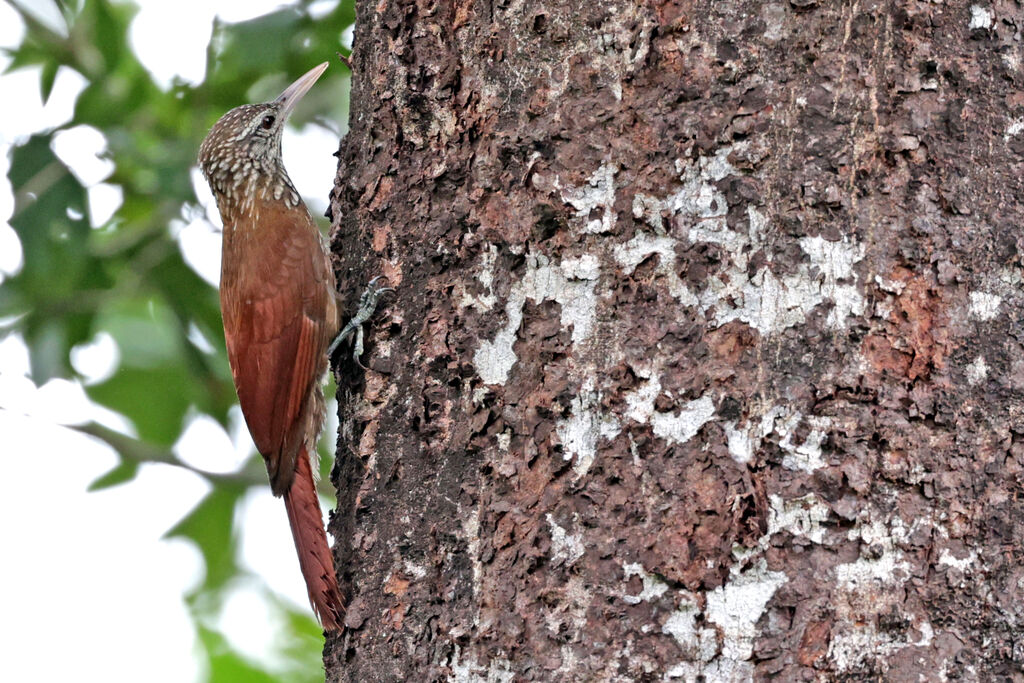 Zimmer's Woodcreeper