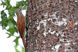 Zimmer's Woodcreeper