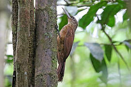 Buff-throated Woodcreeper