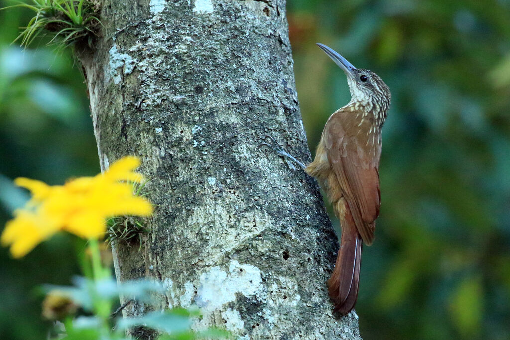 Buff-throated Woodcreeperadult