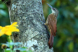 Buff-throated Woodcreeper