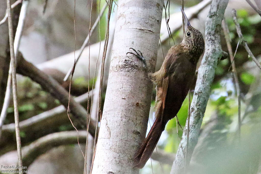 Elegant Woodcreeper, identification