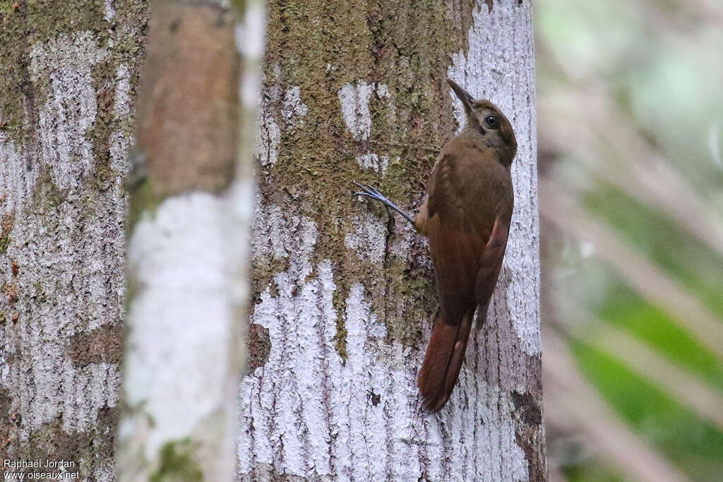 Plain-brown Woodcreeperadult, habitat, pigmentation