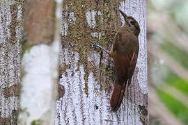 Plain-brown Woodcreeper