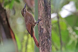 Plain-brown Woodcreeper