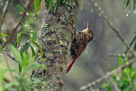 Scalloped Woodcreeper