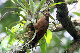 Strong-billed Woodcreeper