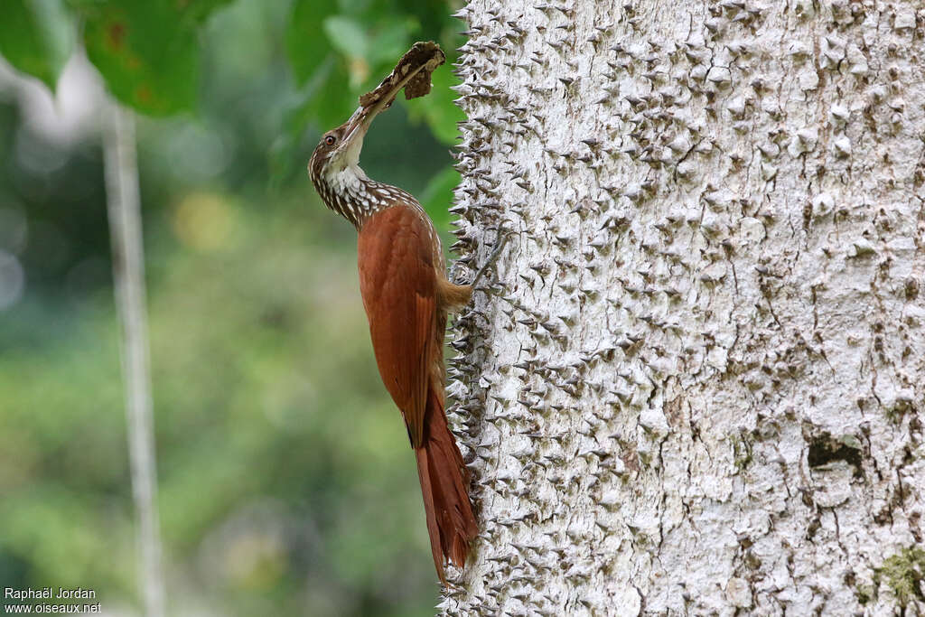 Long-billed Woodcreeper, identification