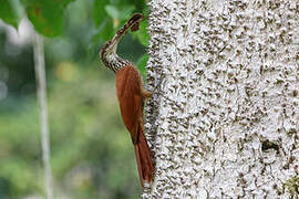 Long-billed Woodcreeper