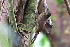 Ocellated Woodcreeper