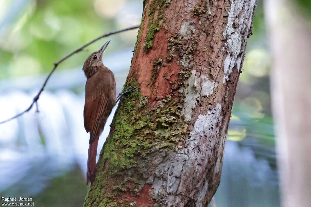 Southern Long-tailed Woodcreeper