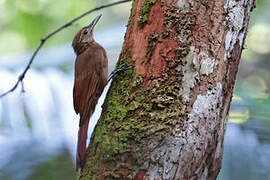 Southern Long-tailed Woodcreeper