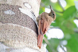 Southern Long-tailed Woodcreeper