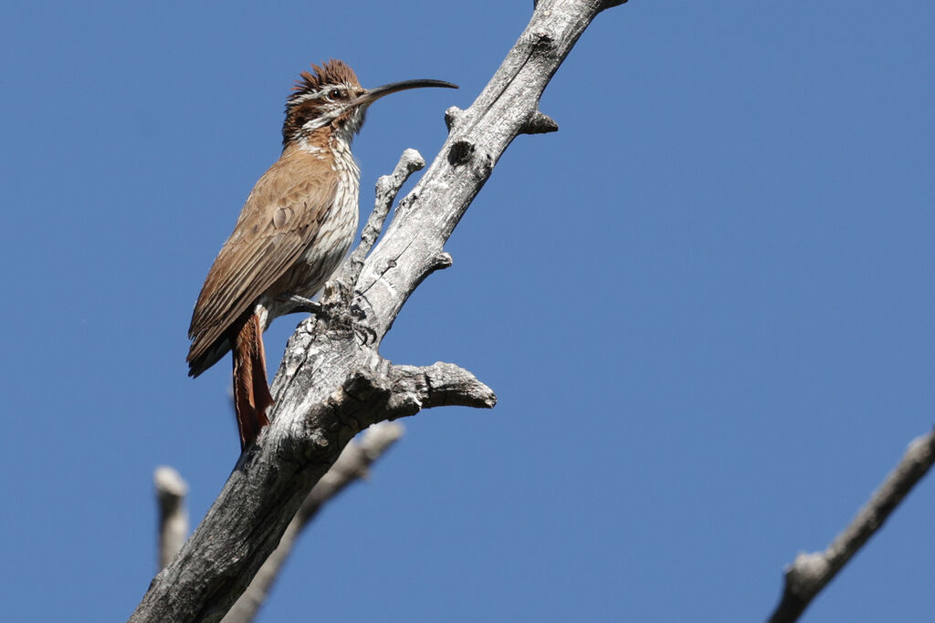 Scimitar-billed Woodcreeperadult