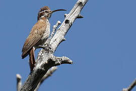 Scimitar-billed Woodcreeper