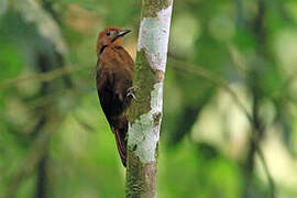 Ruddy Woodcreeper