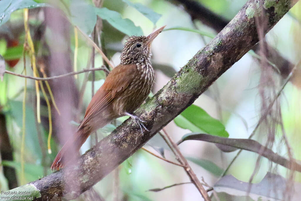 Striped Woodcreeper, identification