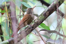 Striped Woodcreeper