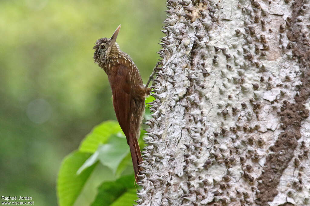 Straight-billed Woodcreeper, identification