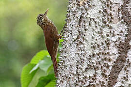 Straight-billed Woodcreeper