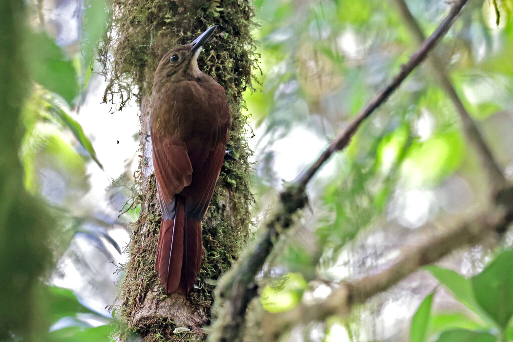 Tyrannine Woodcreeper