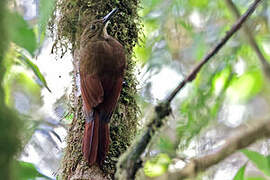 Tyrannine Woodcreeper