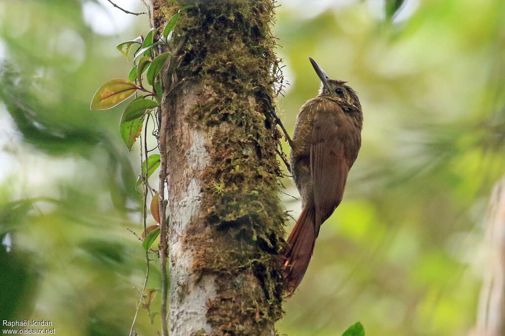 Black-banded Woodcreeperadult, identification