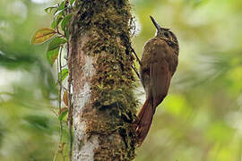 Black-banded Woodcreeper