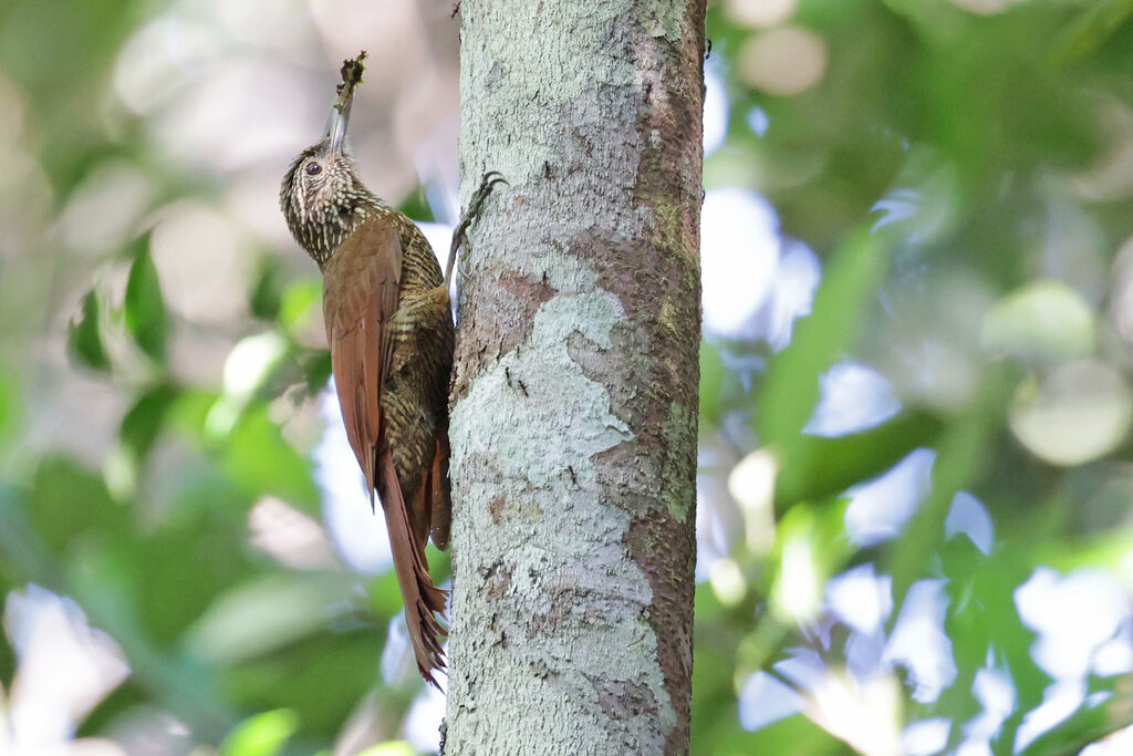 Black-banded Woodcreeper