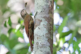 Black-banded Woodcreeper