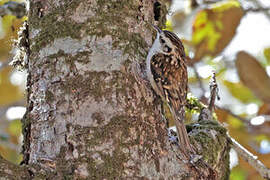 Hodgson's Treecreeper